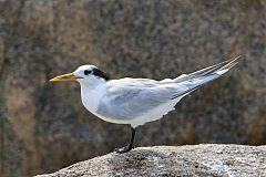 Sandwich Tern